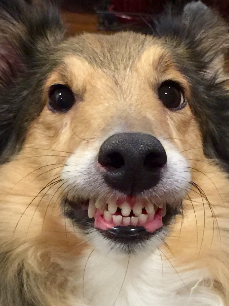 Собака улыбается