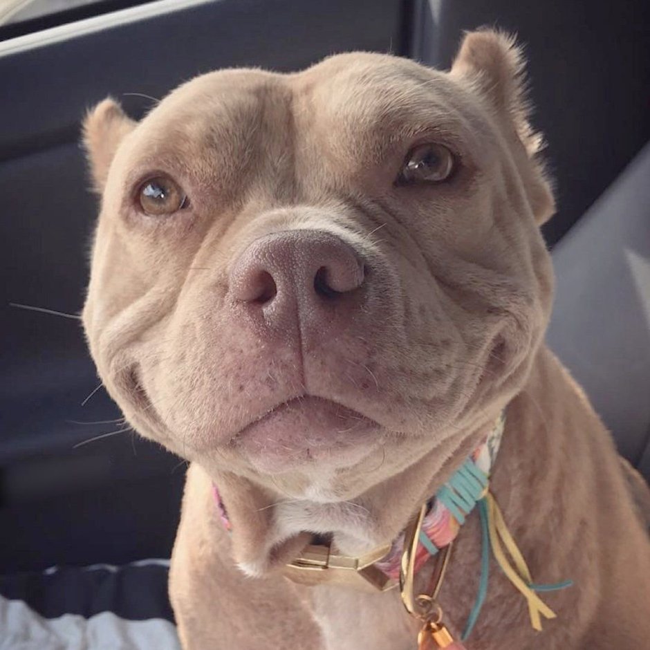 Страшная смешная собака