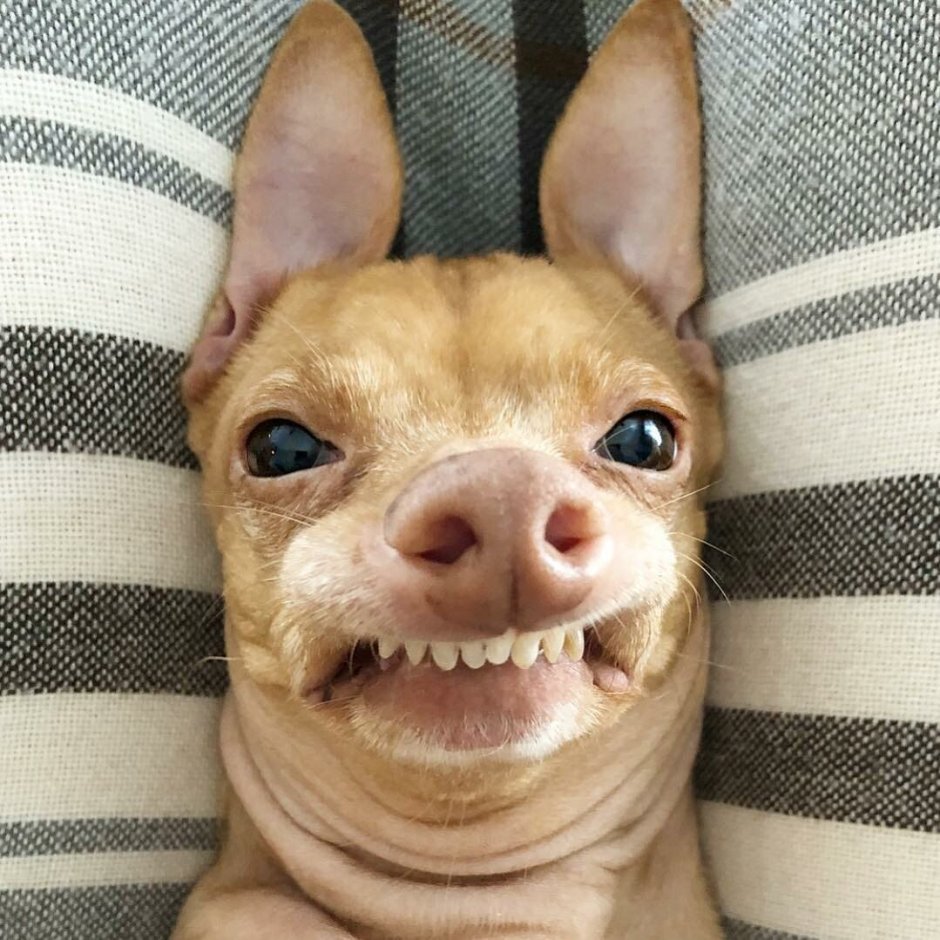 Улыбающаяся собака стремная