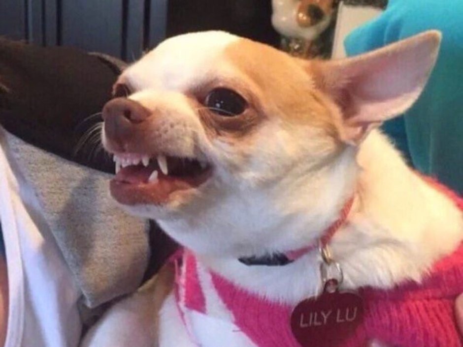 Чихуахуа белая злая