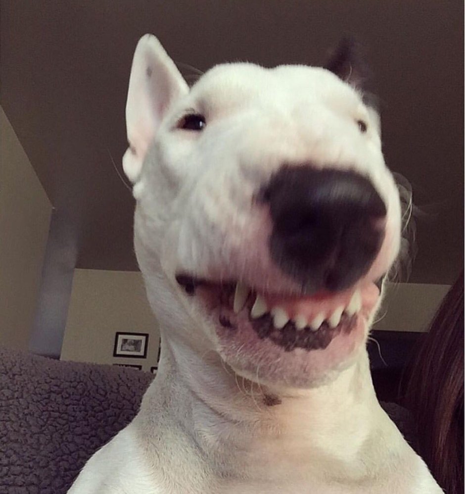 Собака улыбается