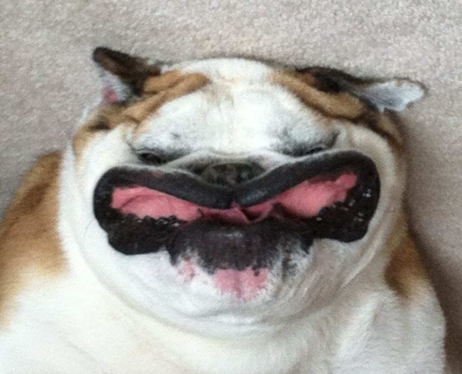 Страшная улыбающаяся собака