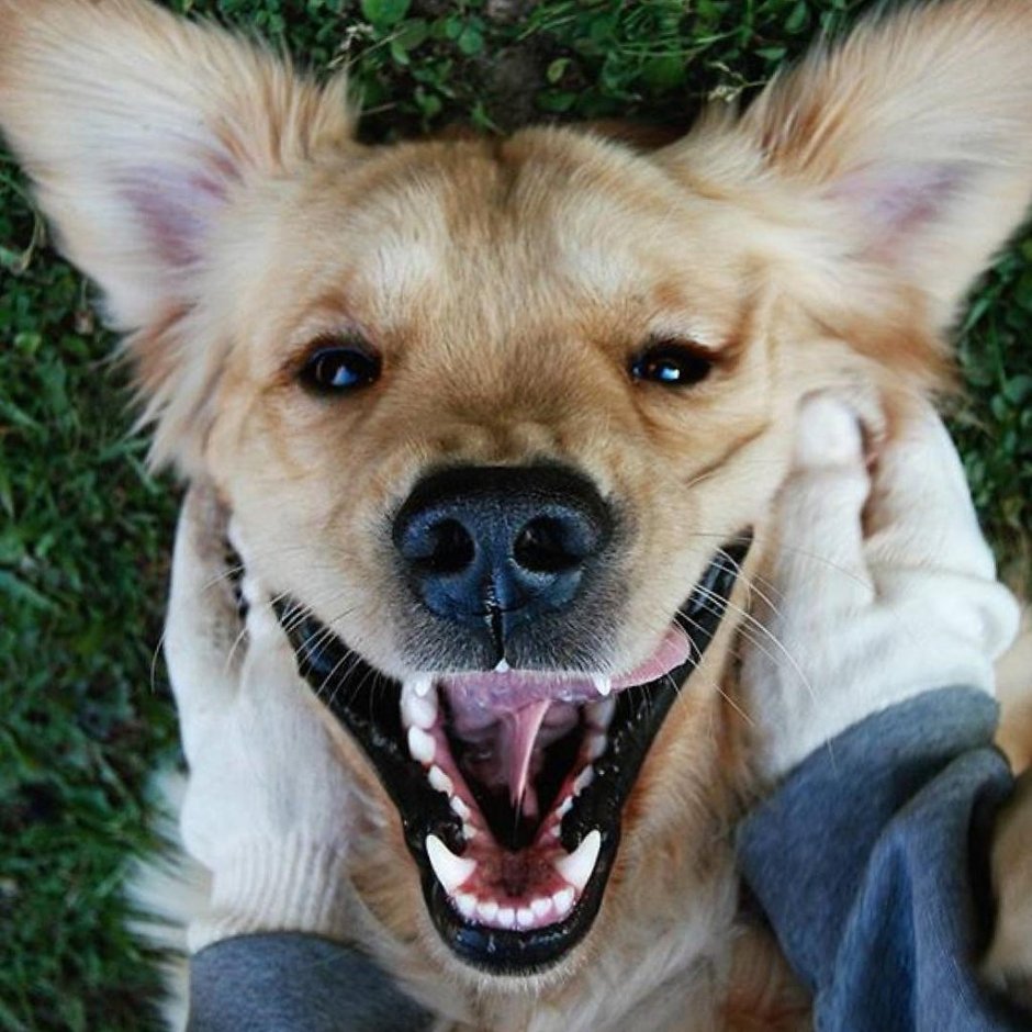 Сибирский хаски злой