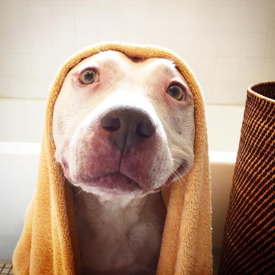 Русский той терьер злой