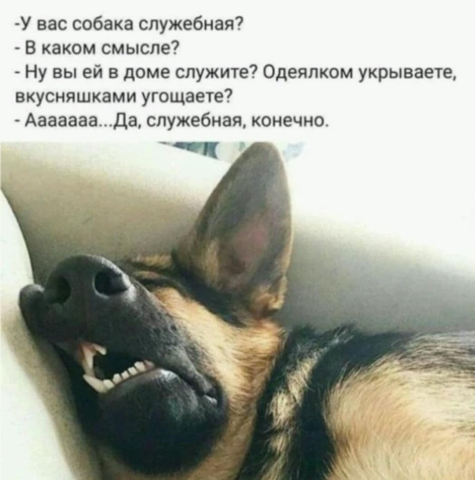 Ржущий сиба ину