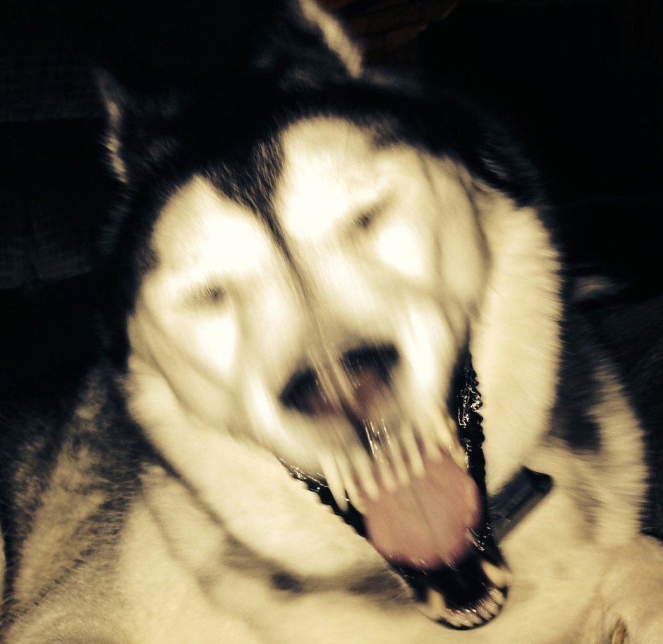 Сиба ину довольный