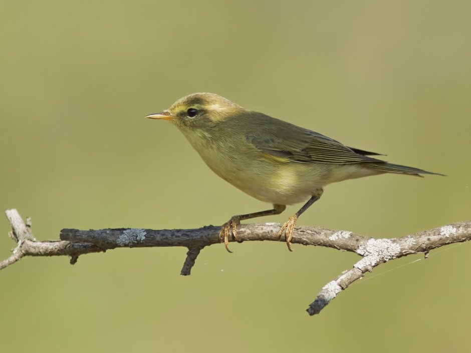 Серая мухоловка (Muscicapa striata)