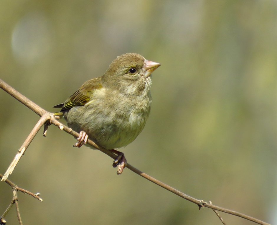 Leaf Warblers