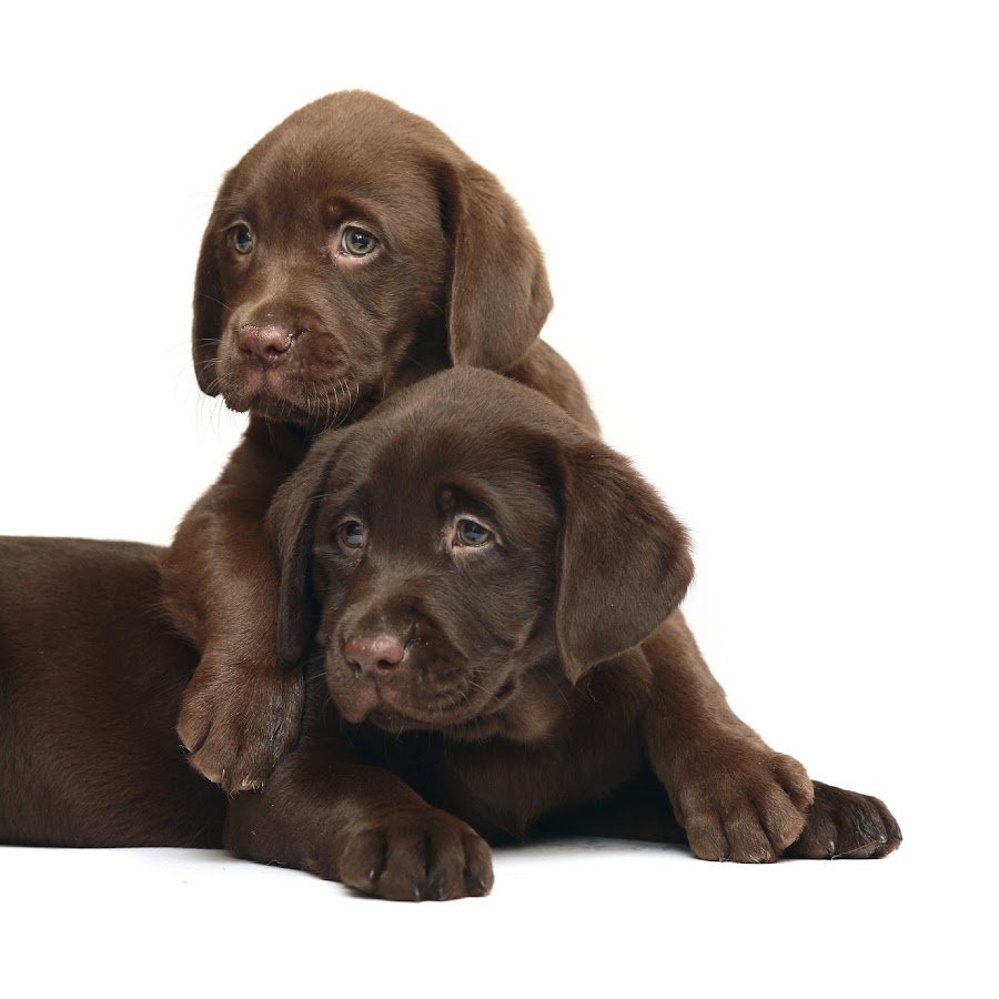 Шоколадный лабрадор на белом фоне