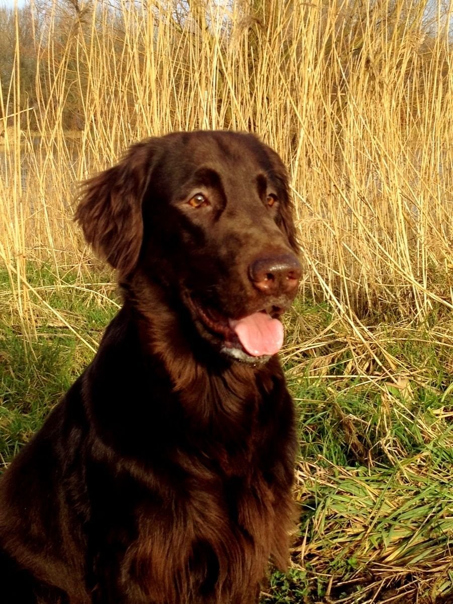 Лабрадор ретривер коричневый