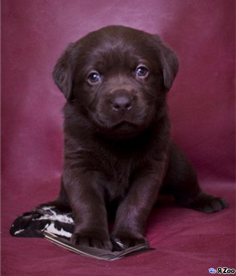 Лабрадор ретривер шоколадный