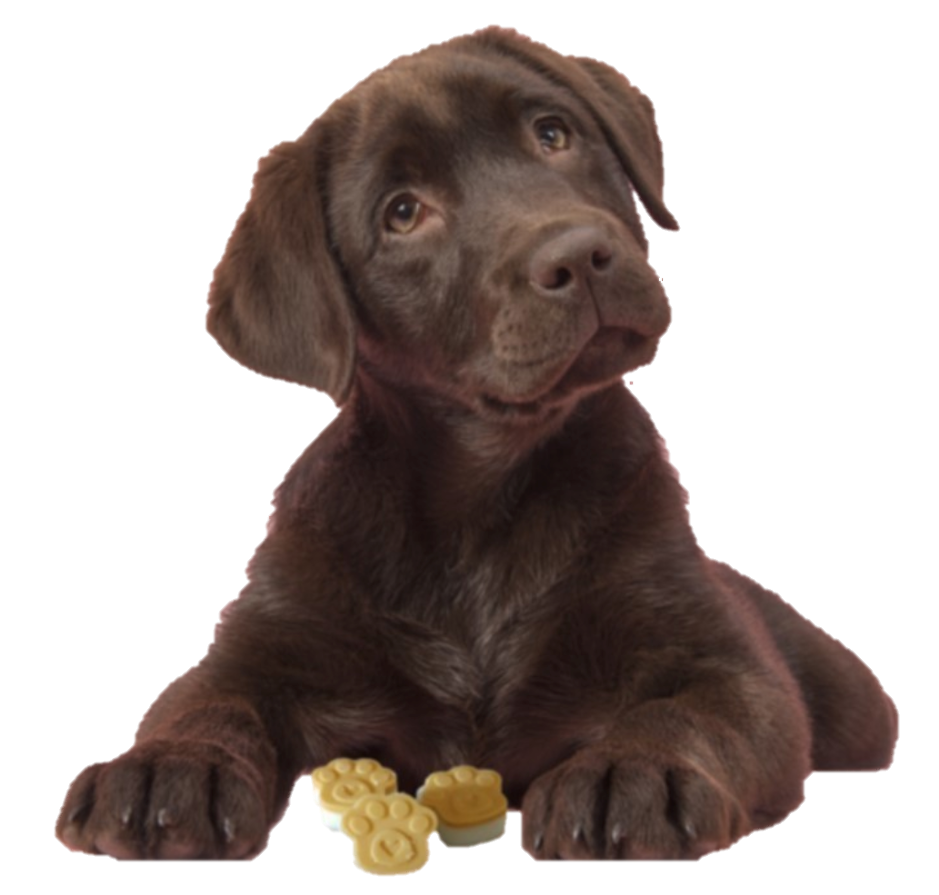 Лабрадор ретривер