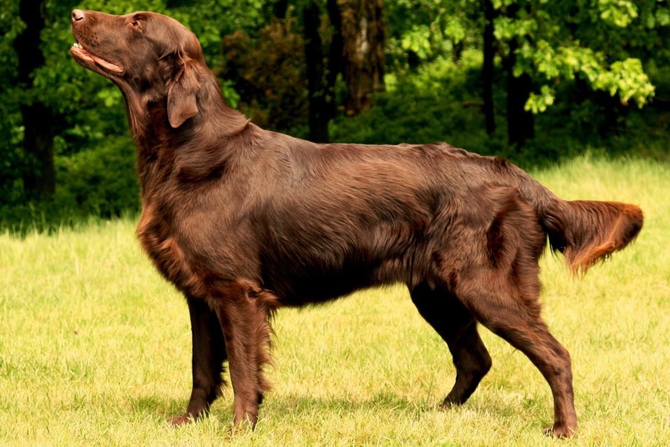 Прямошерстный ретривер флэт