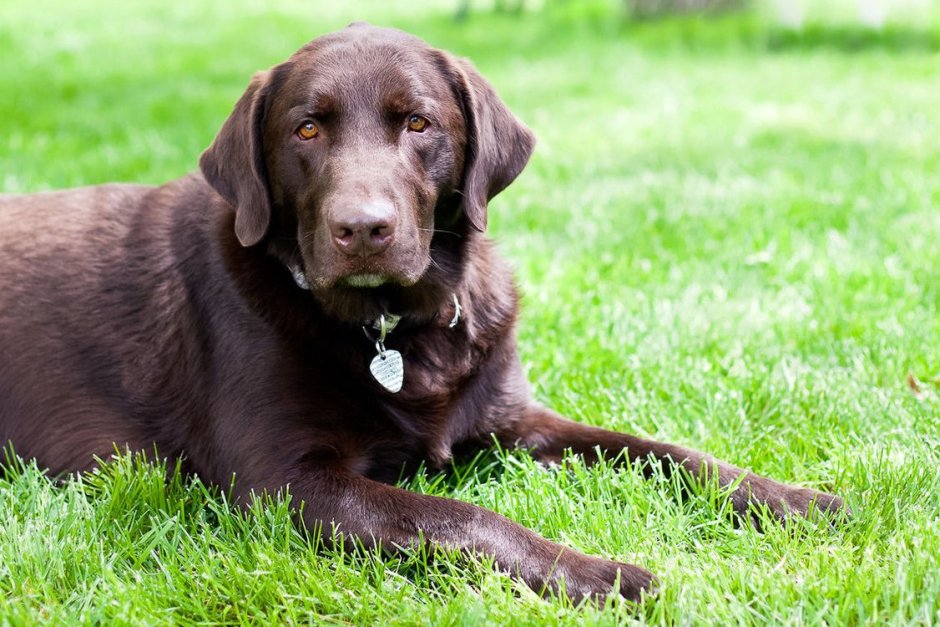 Ньюфаундленд шоколадный