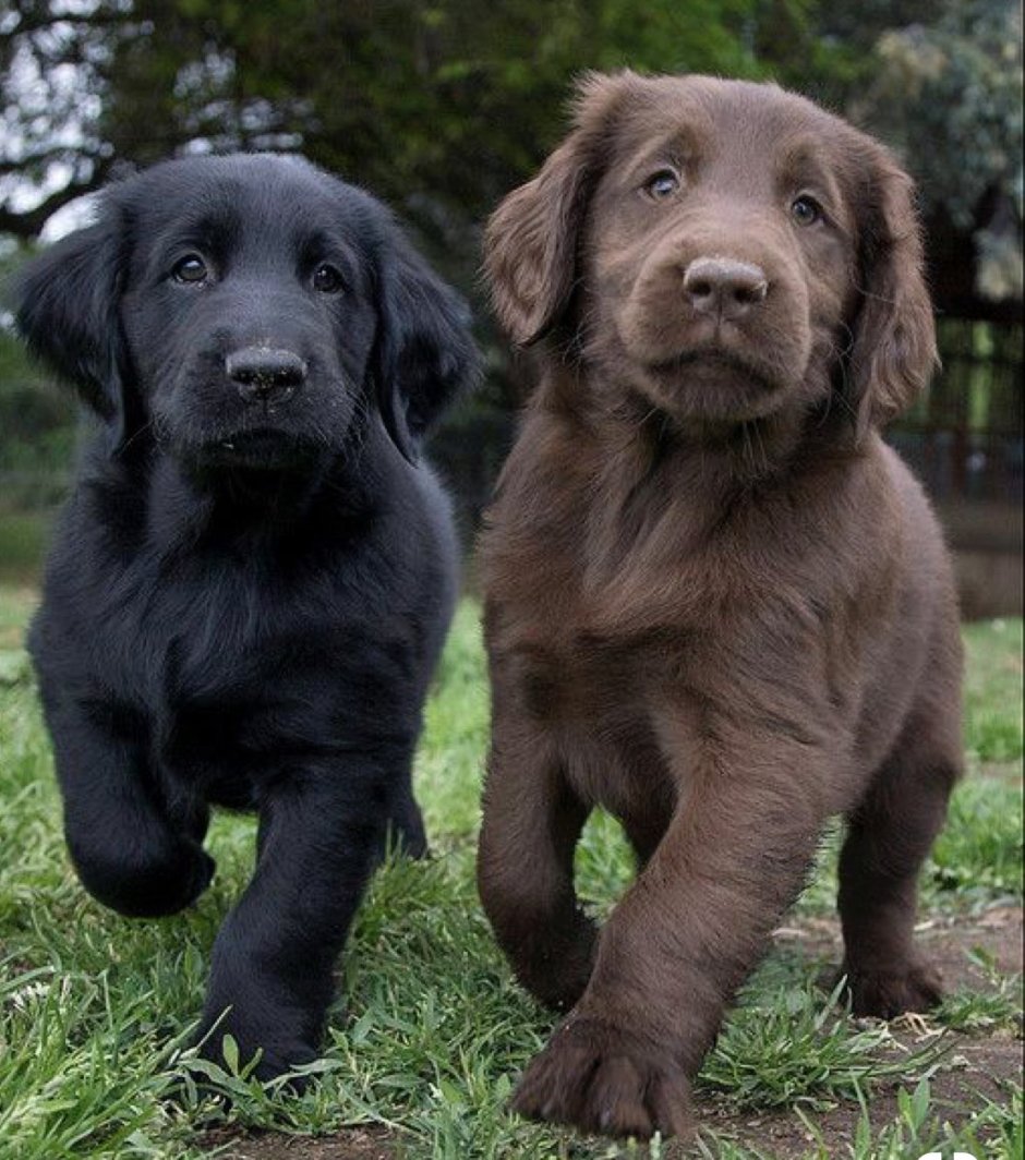Шоколадный лабрадор щенок