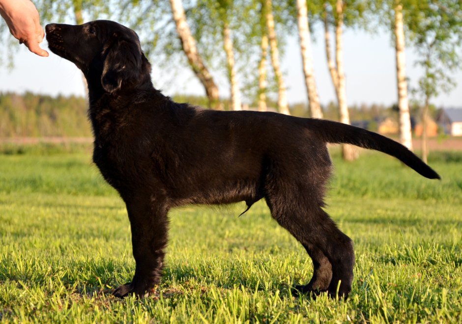Флэт коутед ретривер