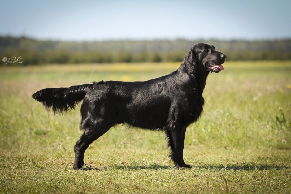 Лабрадор ретривер длинношерстный