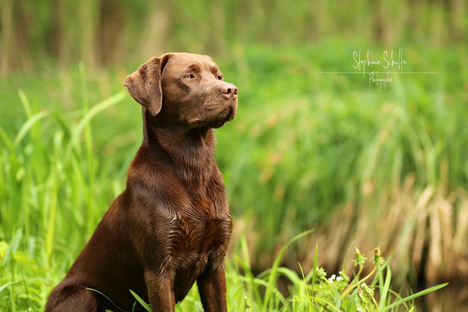 Лабрадор коричневый длинношерстный