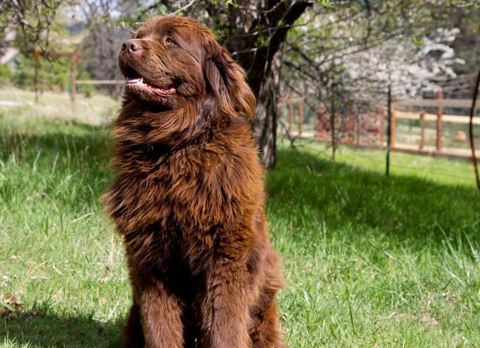 Шоколадный лабрадор щенок 1 месяц