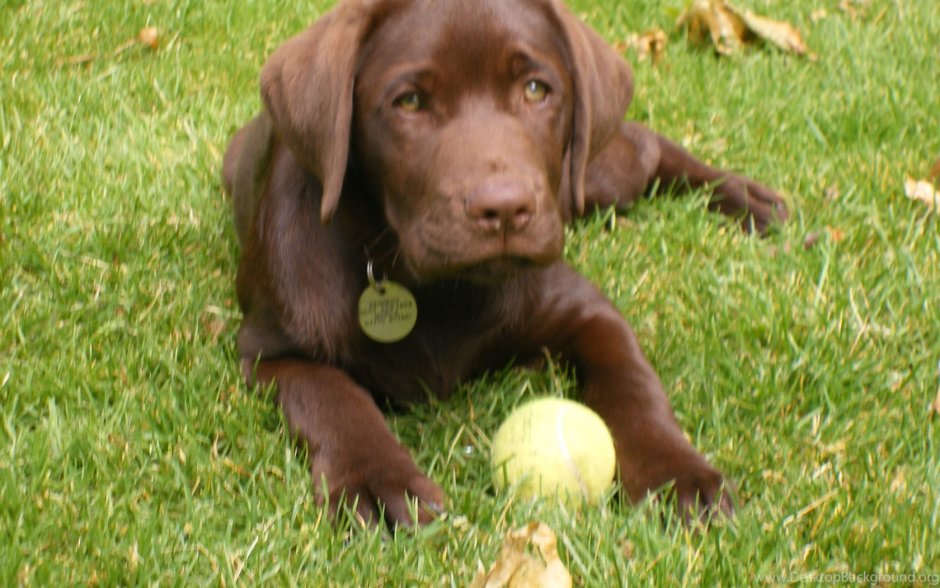 Лабрадор ротвейлер шоколадный