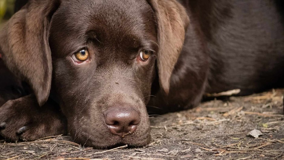 Лабрадор ретривер