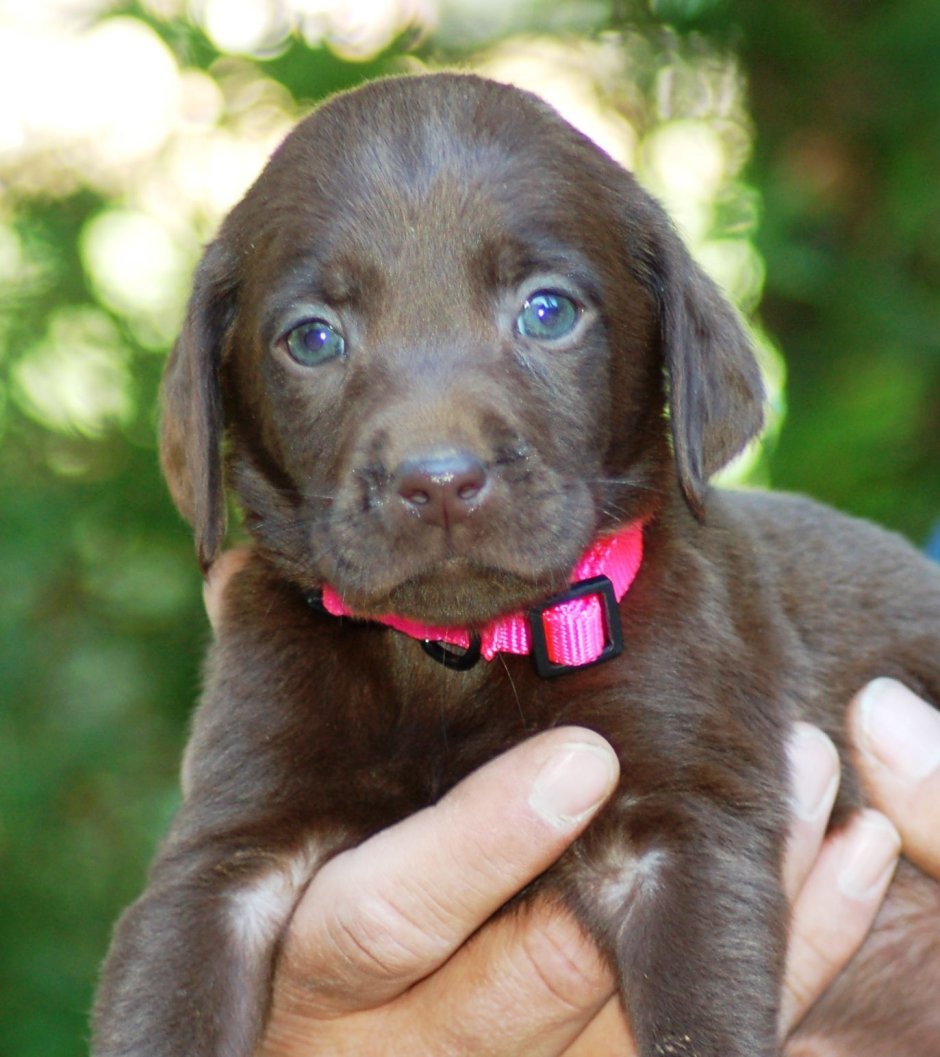 Лабрадор ретривер шоколадный золотистый