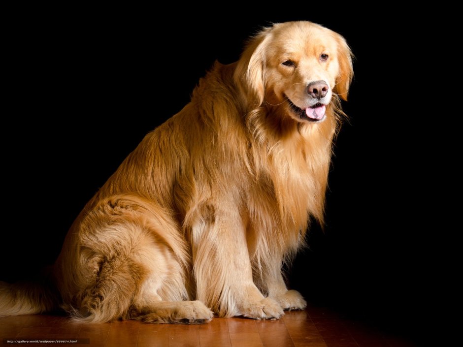 Лабрадор ретривер шоколадный длинношерстный