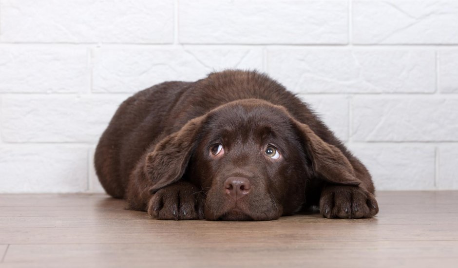 Прямошерстный ретривер