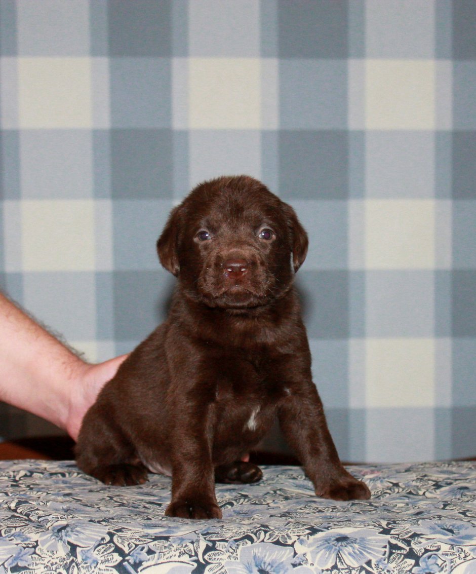 Шоколадный лабрадор щенок