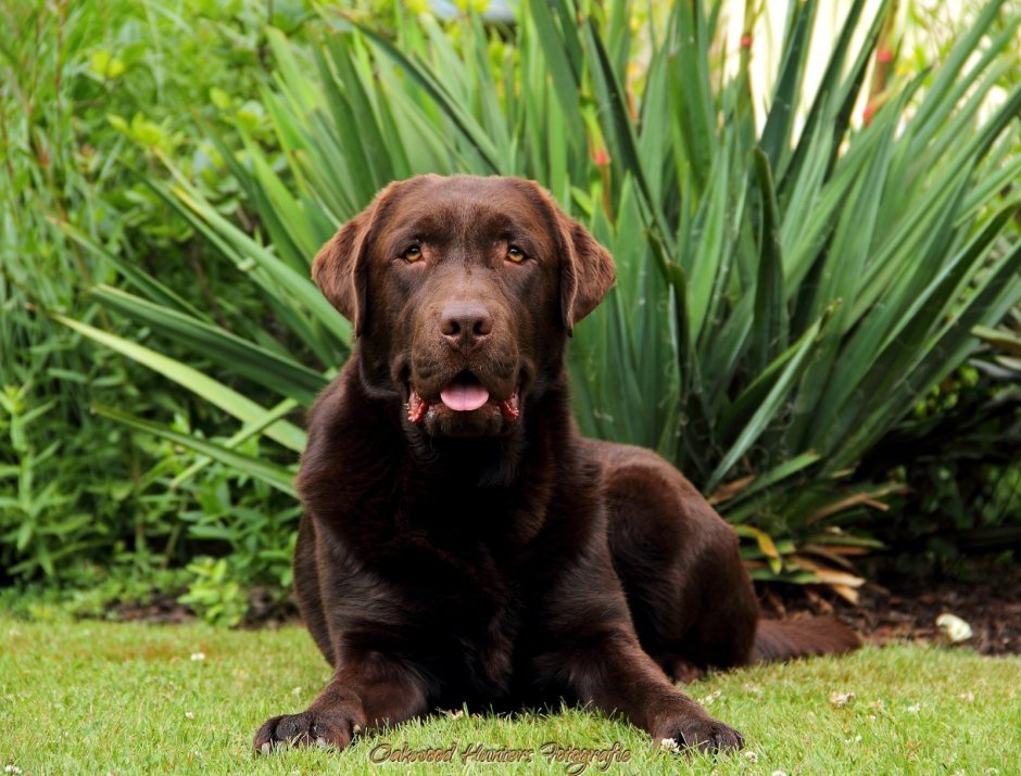 Лабрадор ретривер шоколадный