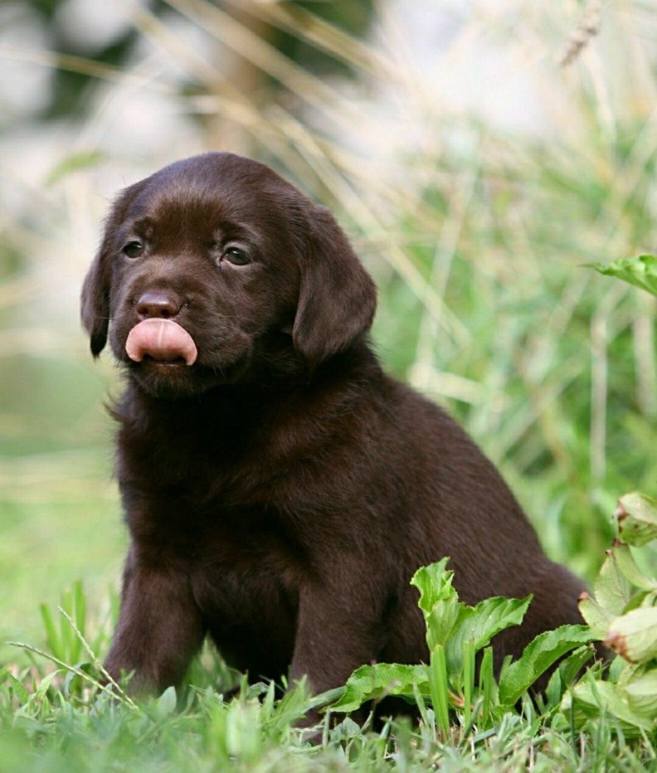 Лабрадор ретривер шоколадный длинношерстный