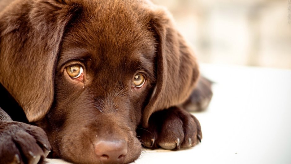 Прямошерстный ретривер