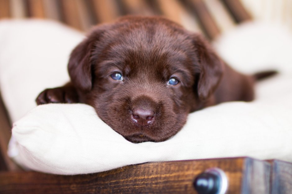 Лабрадор коричневый