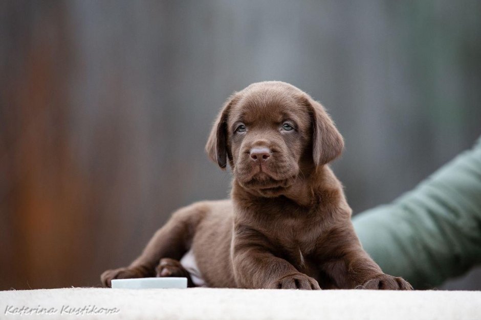 Лабрадор ретривер коричневый