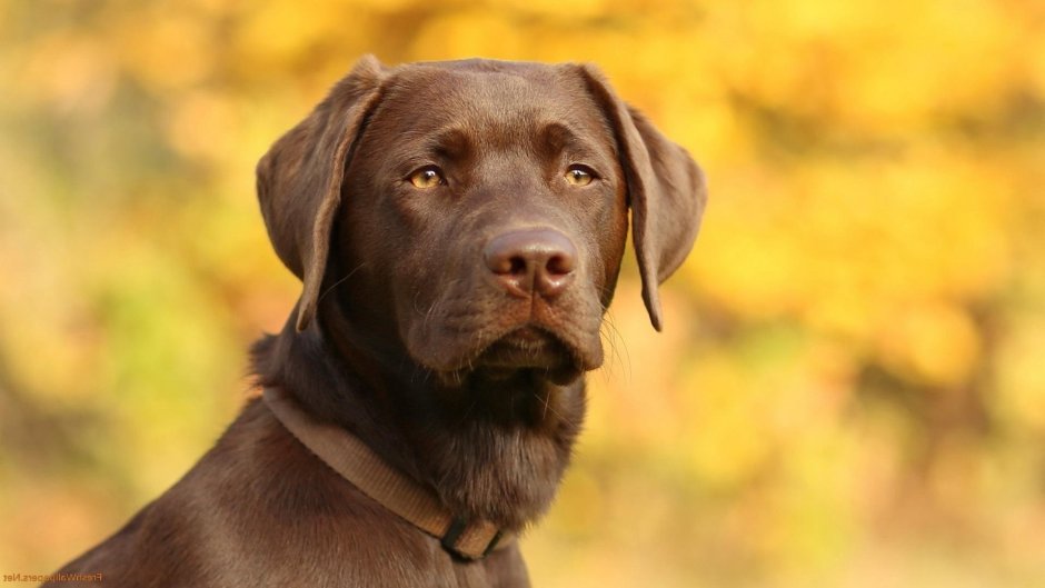 Прямошерстный ретривер