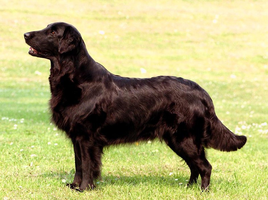 Пугливая собака