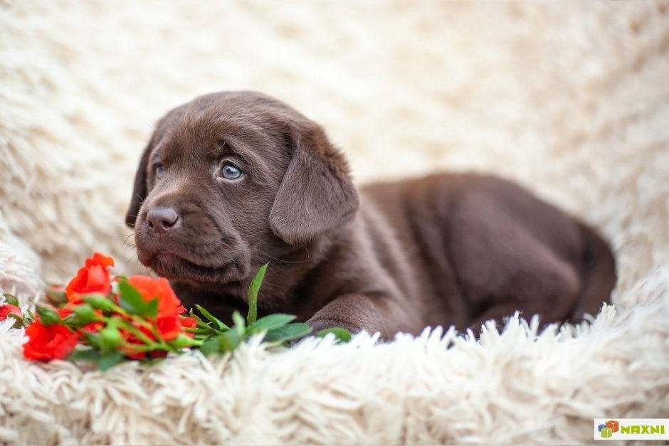 Ньюфаундленд (порода собак)