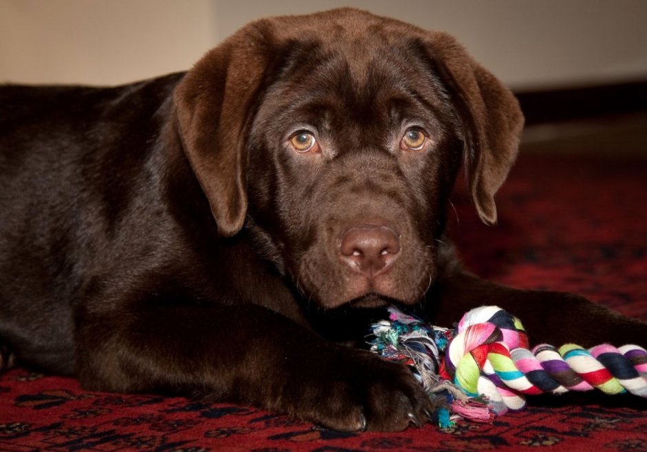 Шоколадный лабрадор