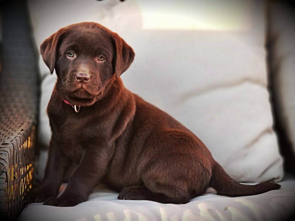 Ретривер черный прямошерстный