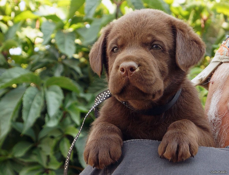 Лабрадор шоколадный взрослый