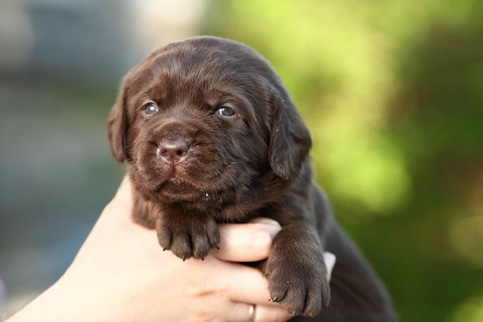 Лабрадор ретривер прямошерстный