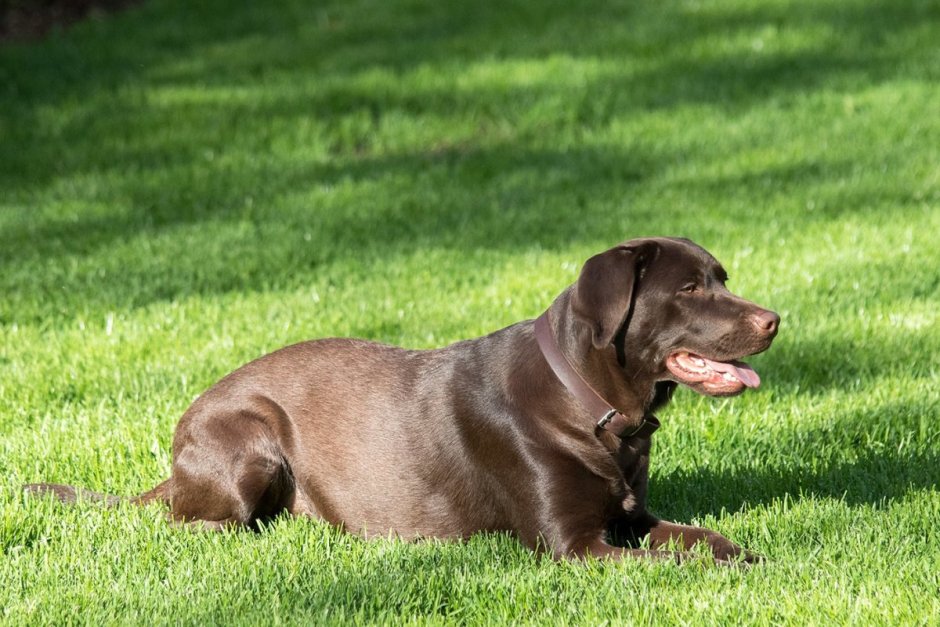 Шоколадный лабрадор лапы