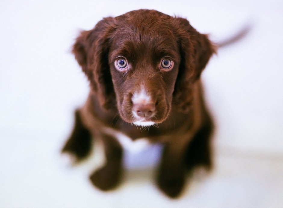 Чистокровный лабрадор ретривер