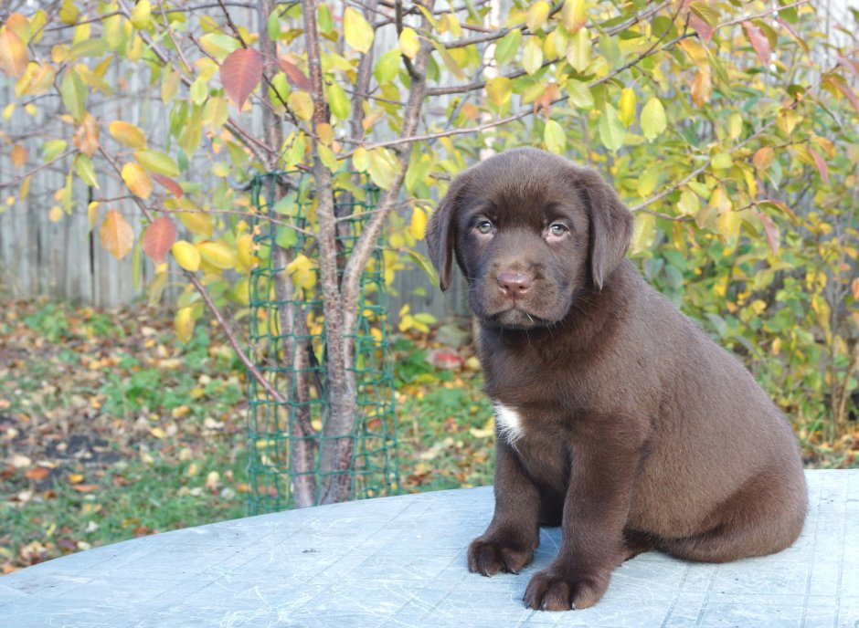 Первый помет лабрадора