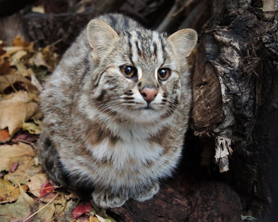 Амурский камышовый кот