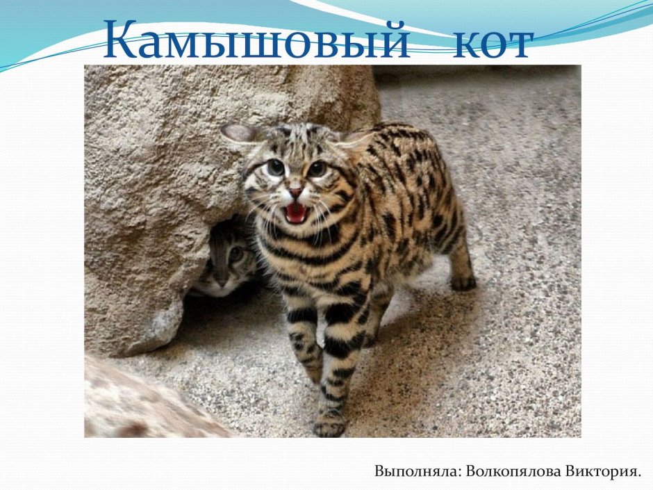 Уши камышового кота