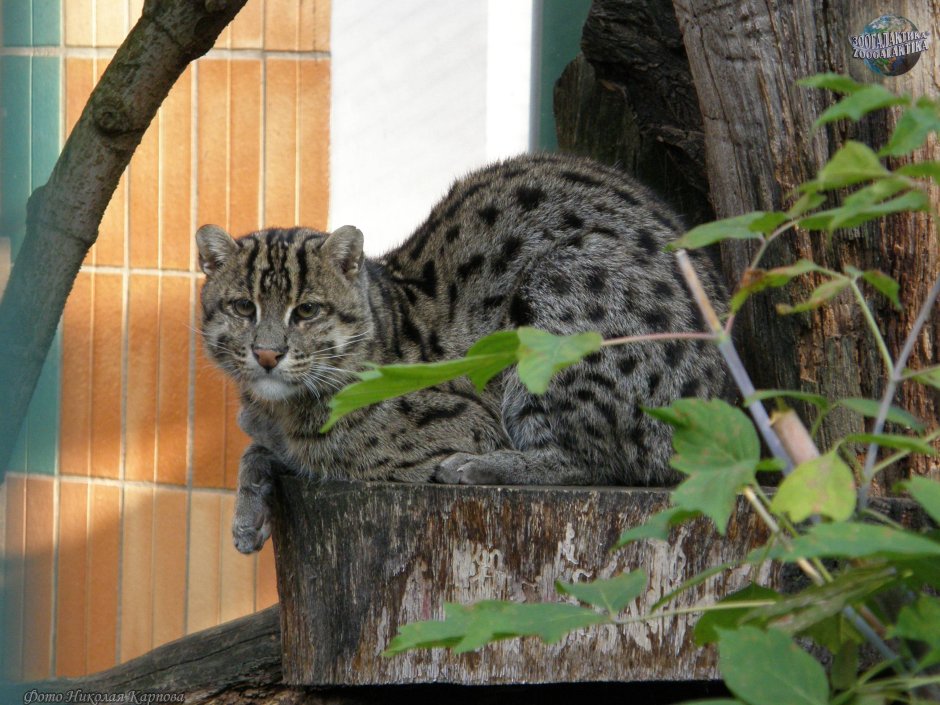 Камышовый кот рыболов