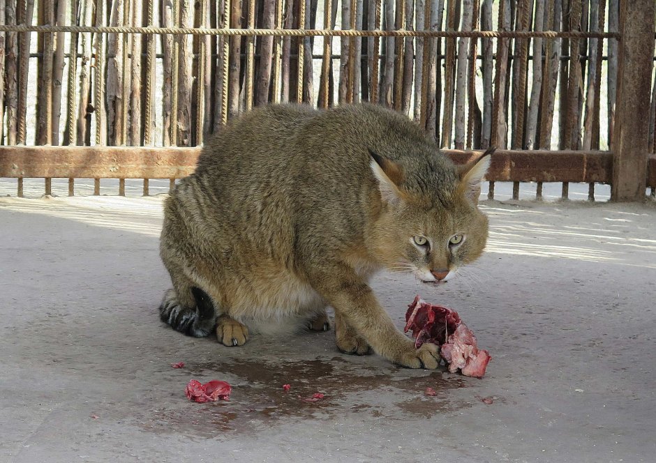 Камышовый кот пятнистый