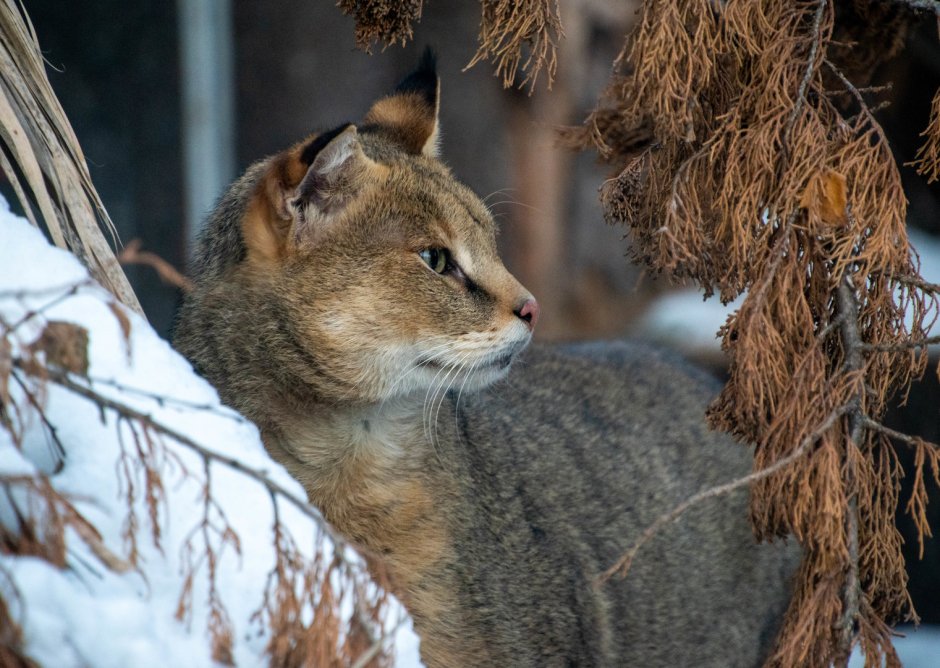 Кошка камышовый окрас с кисточками