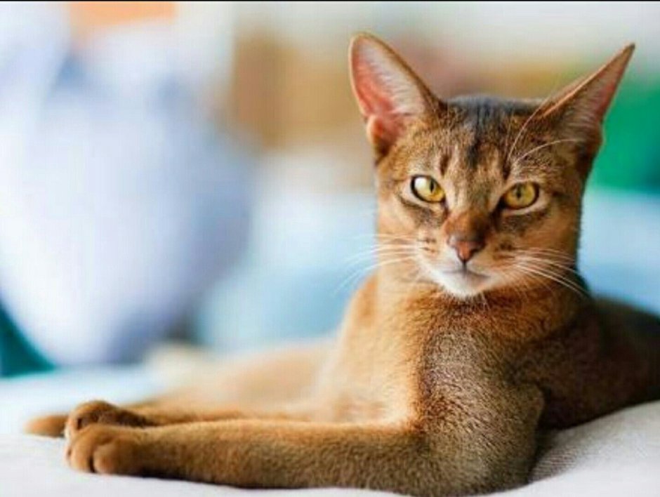 Абиссинская кошка лежит